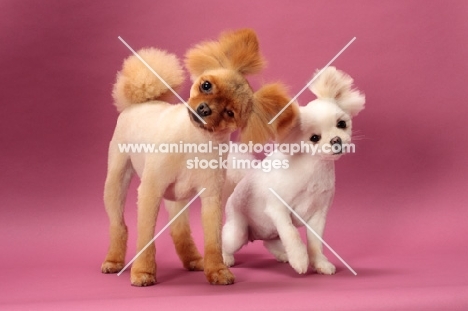 two cute Pomeranians on pink background
