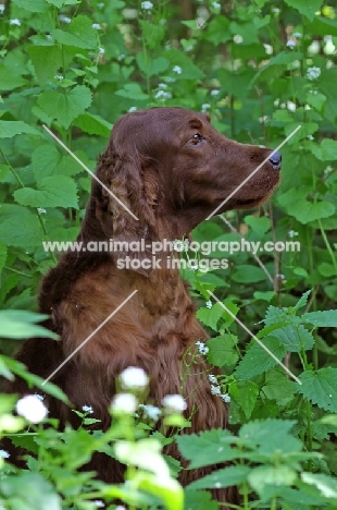 Irish Setter in profile