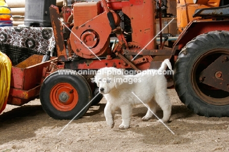 cute Maremma Sheepdog puppy