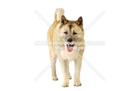 Large Akita dog isolated on a white background