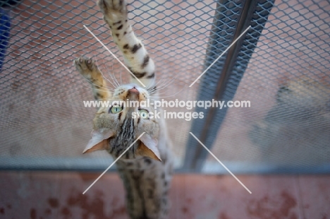 seal sepia bengal cat stretching