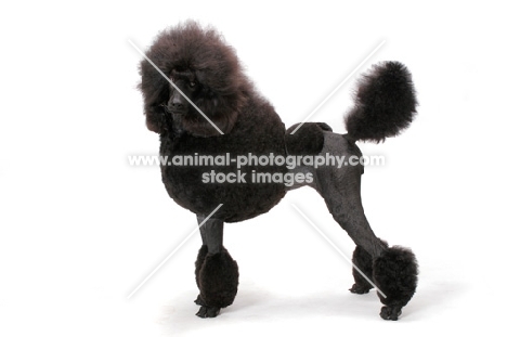 black standard Poodle standing on white background