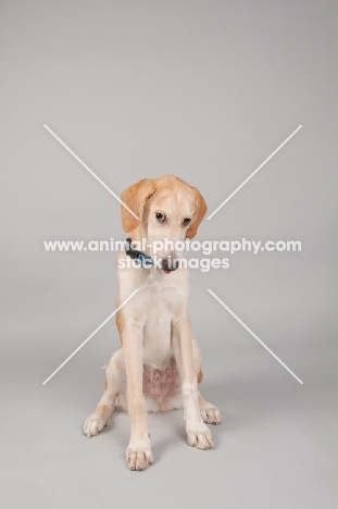 Hound mix sitting in studio, looking sad and guilty.