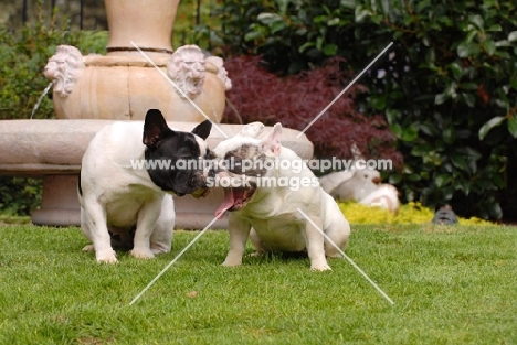 French Bulldogs looking at each other