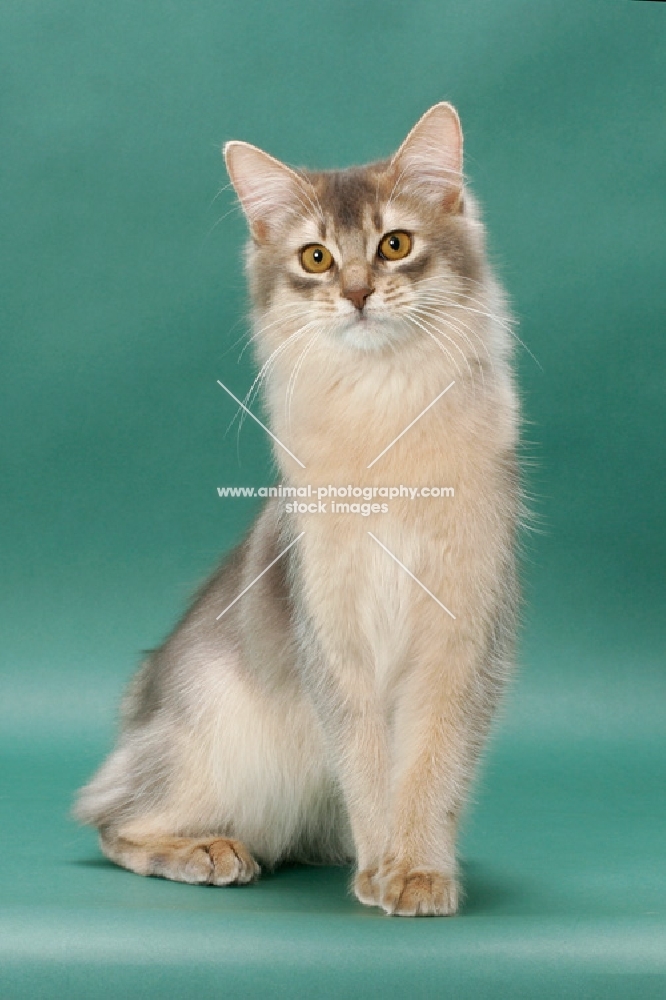 young Somali cat, blue coloured, on green background, portrait format