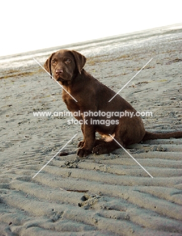 chocolate Labrador puppy sitting on beach