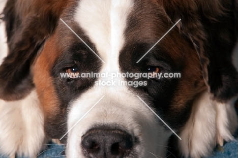 St. Bernard portrait, looking sad