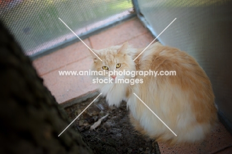 norwegian forest cat looking at camera