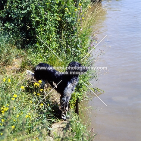 large munsterlander at riverside