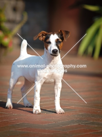 young Jack Russell Terrier puppy on paving