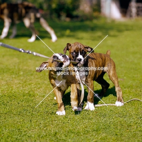 two boxer puppies chewing and pulling on lead