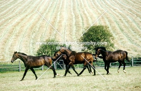 four trakehners near a cornfield at webelsgrund