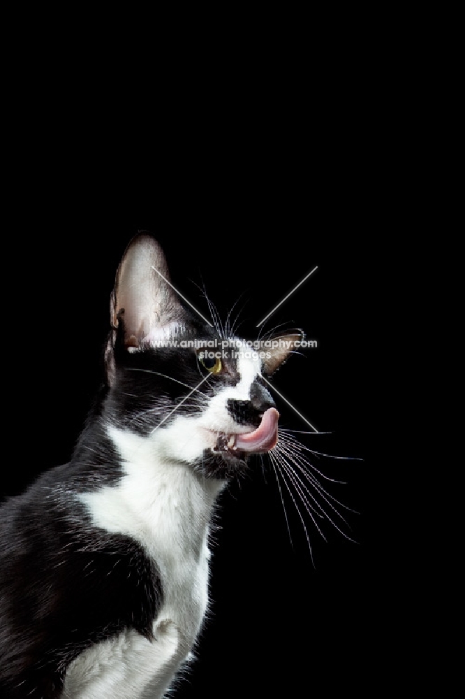 Orienal Shorthair cat, adult licking her mouth after eating