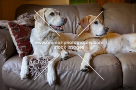 two yellow labs lying on a couch