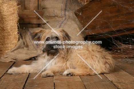 Polish Lowland Sheepdog (aka Polski Owczarek Nizinny)