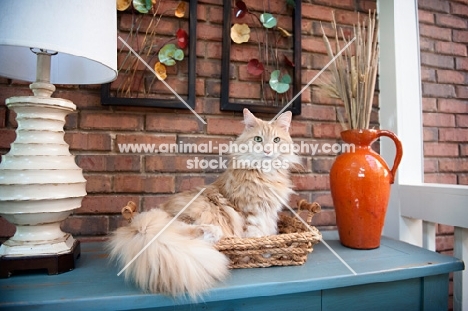 orange maine coon sitting in basket