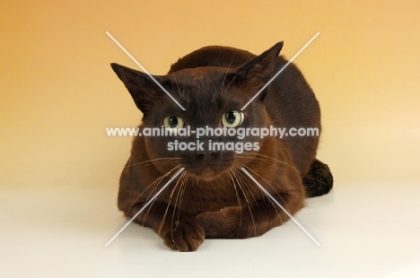 brown burmese cat lying on beige background