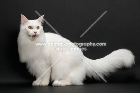 white Maine Coon on black background, sitting down