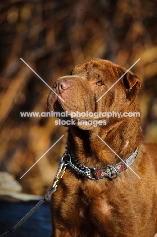 brown Shar Pei on lead