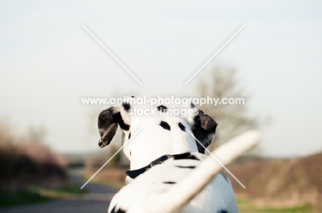 Back view of dalmatian looking ahead into the distance.