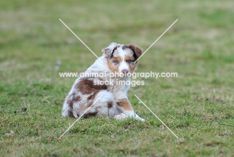 Mini Aussie puppy 