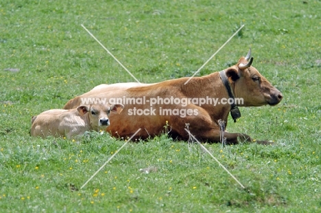 cow with calf