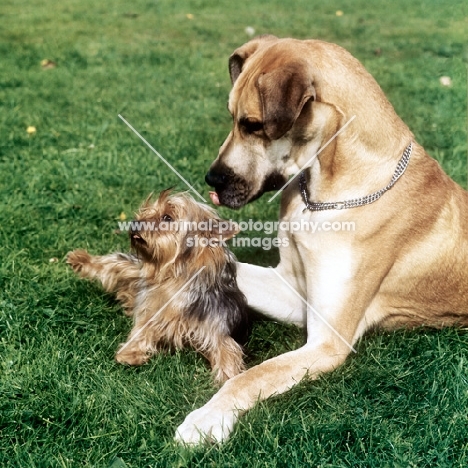 great dane and yorkshire terrier together