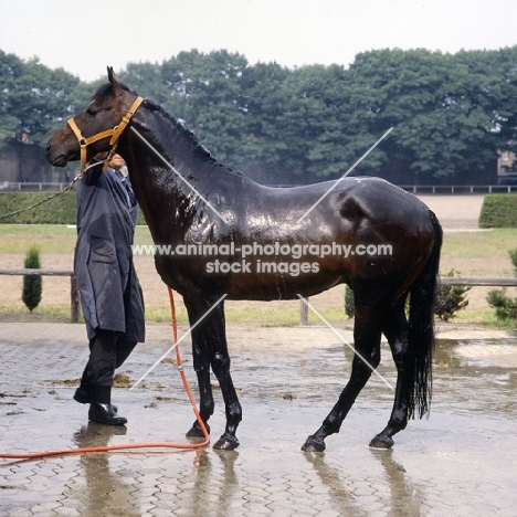 Hanoverian being hosed down at Celle