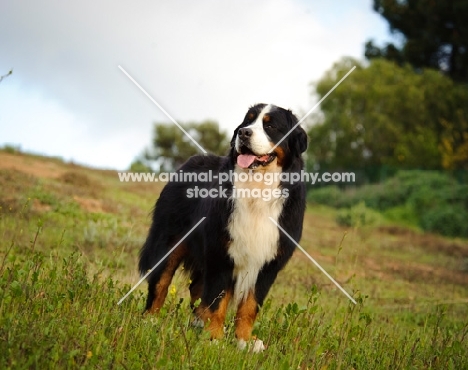 Bernese Mountain Dog in grass