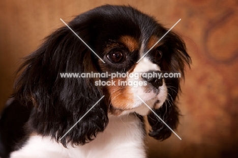 Cavalier King Charles spaniel three quarter view