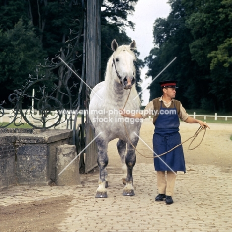 percheron stallion at gates of haras du pin with french handler