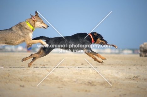Two dogs chasing each other on a beach, one with a stick in its mouth