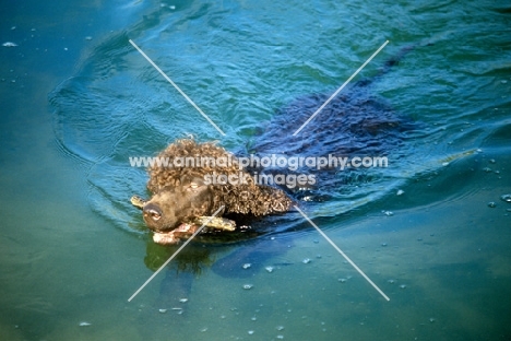 sh ch kellybrook joxer daly, irish water spaniel retrieving stick, swimming