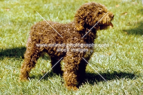 Spanish Water Dog on grass