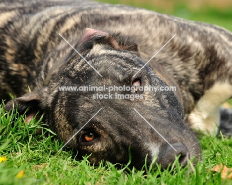 Lurcher lying in grass