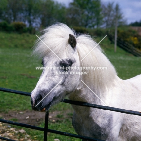 shetland pony looking over fence
