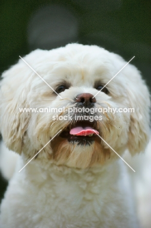 white lhasa apso