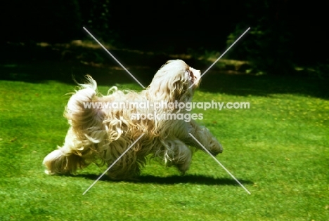 tibetan terrier, antarctica, galloping across a lawn