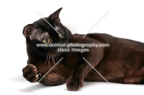 sable Burmese cat lying down