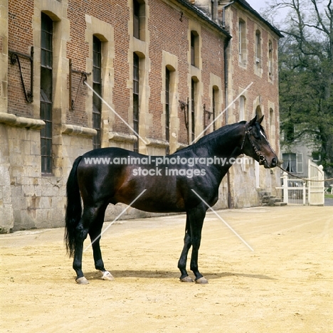 tryptic, french thoroughbred at haras du pin