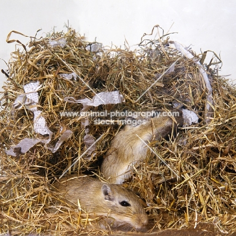 two gerbils, agouti colour,  tunneling in nest material, hay and paper