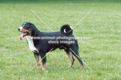 appenzeller Sennenhund