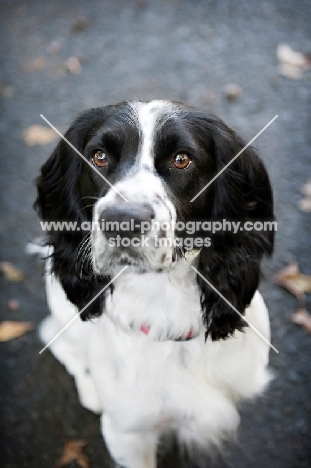 springer spaniel sitting