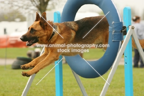 German Shepherd Dog (Alsatian) jumping through ring