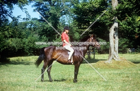 rider riding a dartmoor pony