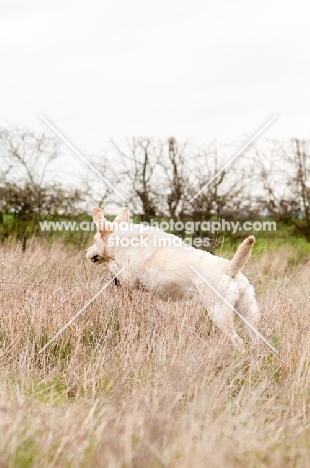 Labrador on retrieve in long grass