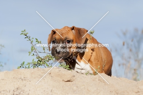 Boxer puppy looking over sand dune
