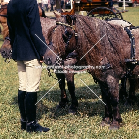 shetland pony team in driving competition, close up of one pony