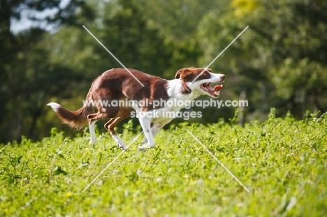 Border Collie running