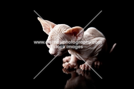 little sphynx kitten looking down